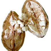 boostbalm Adansonia Digitata Pulp Extract