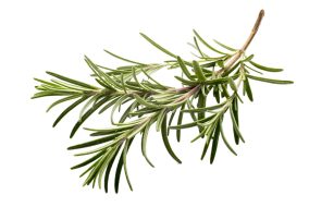 boostbalm Rosemary Extract