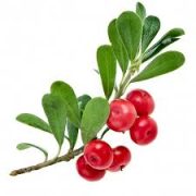 boostbalm_bearberry_extract