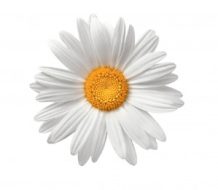 boostbalm_daisy-extract