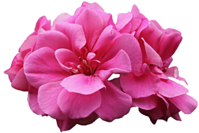 boostbalm_geranium-min