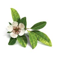 boostbalm_leptospermum-scoparium-leaf-oil