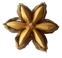 boostbalm_plukenetia-volubilis-seed-oil